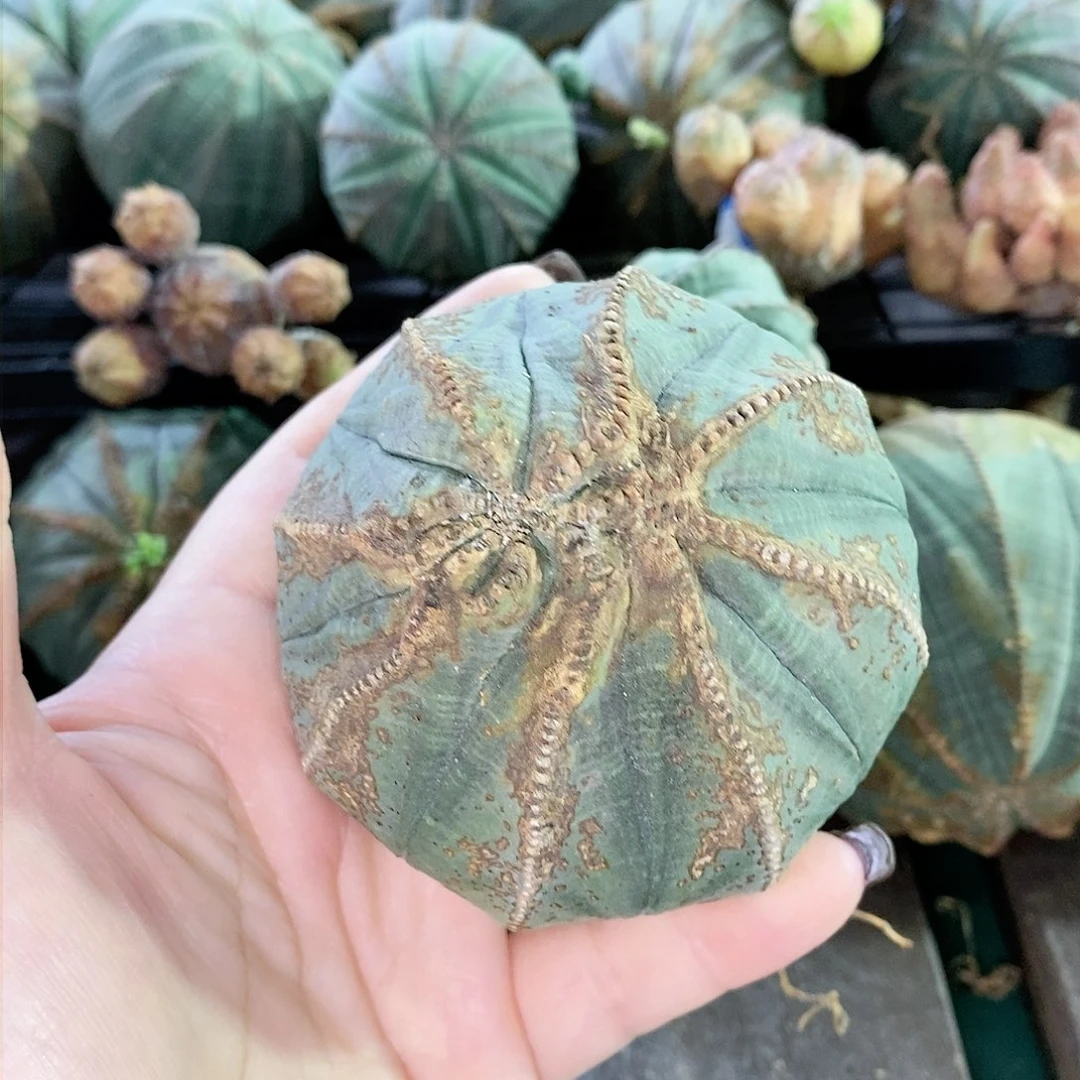 欧系实生布纹球多肉