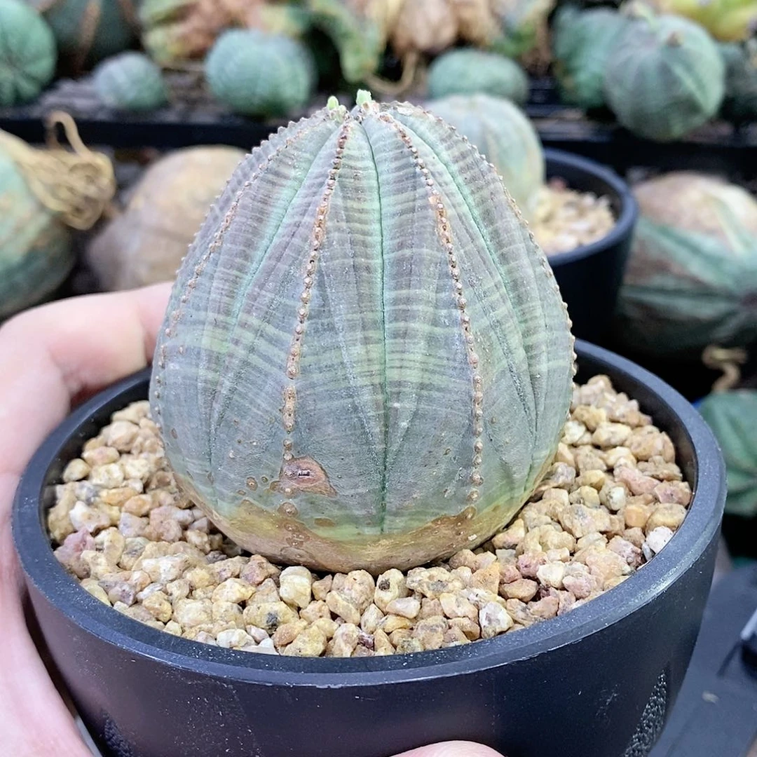 欧系实生布纹球多肉植物