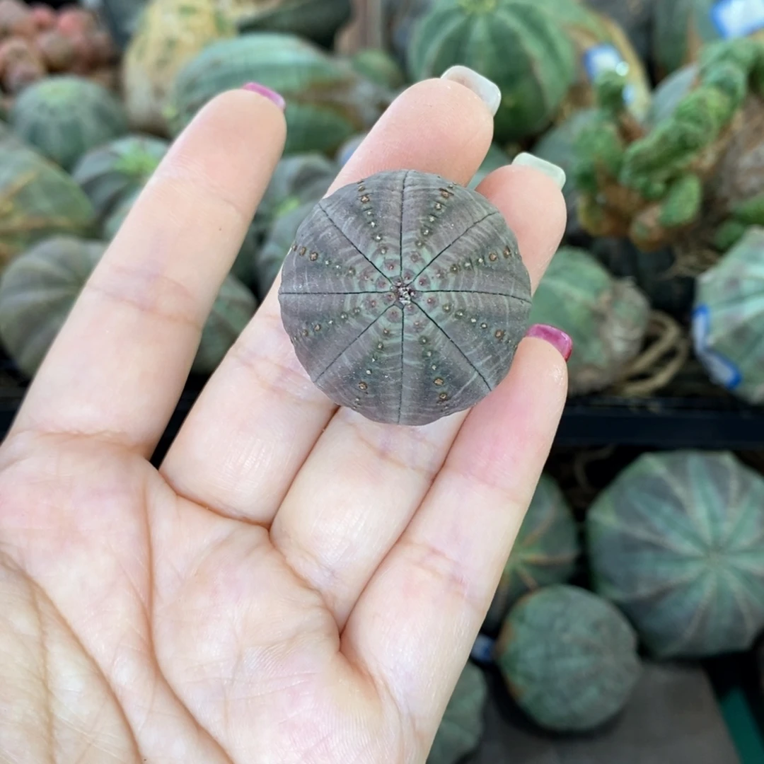 欧系实生布纹球多肉
