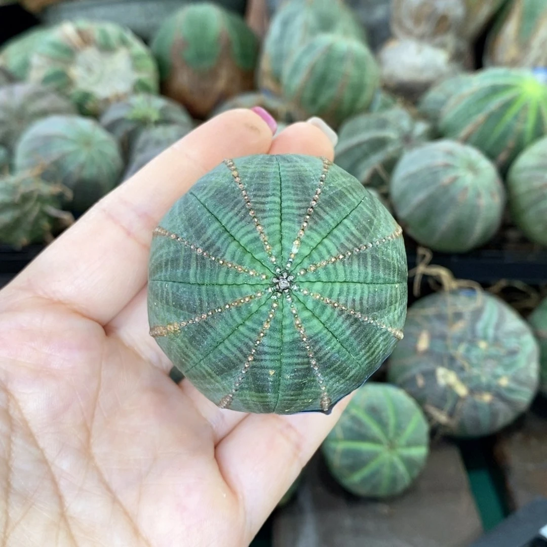 欧系实生布纹球多肉植物