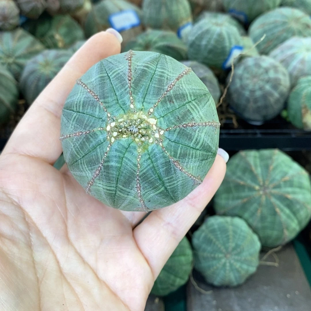 欧系实生布纹球多肉