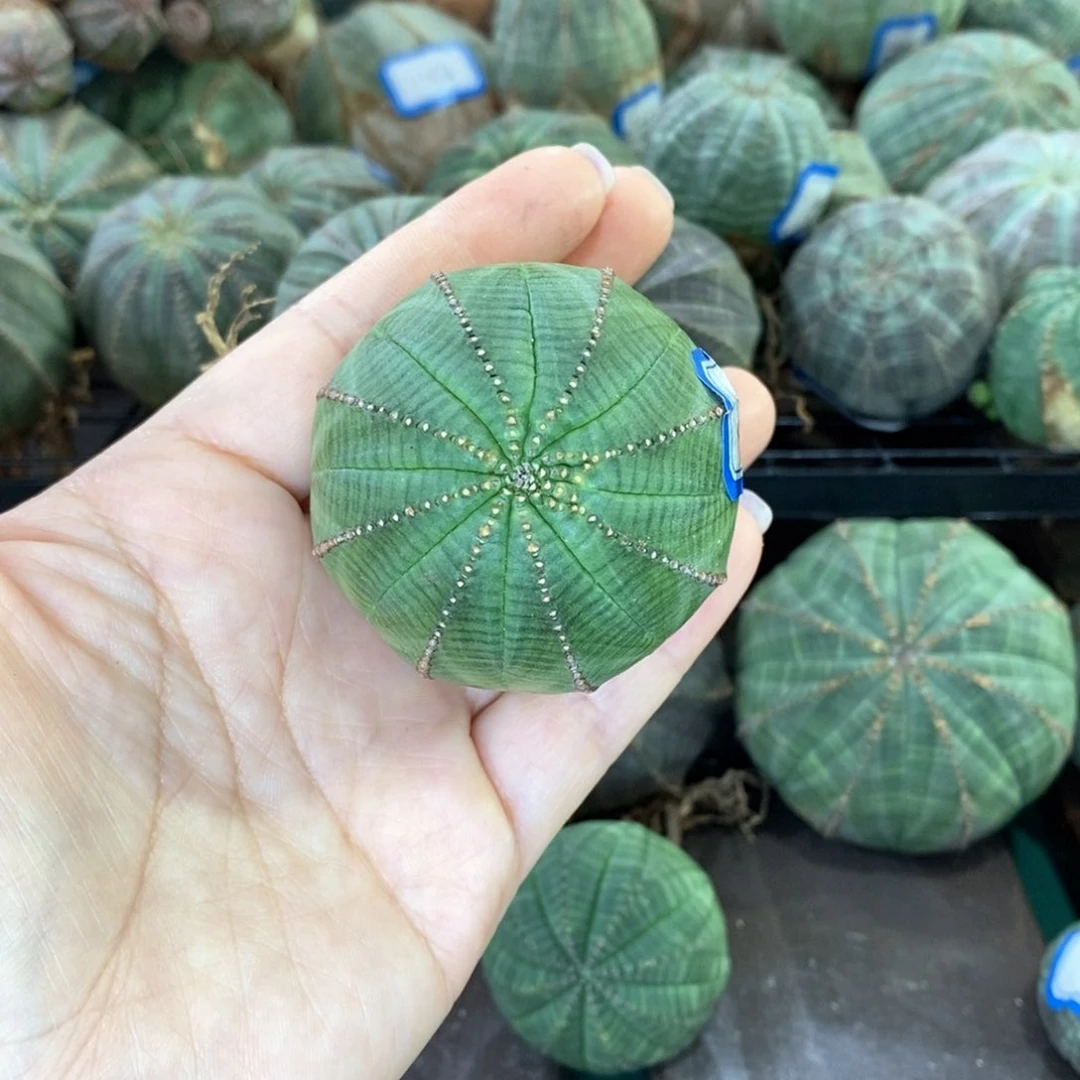 欧系实生布纹球多肉