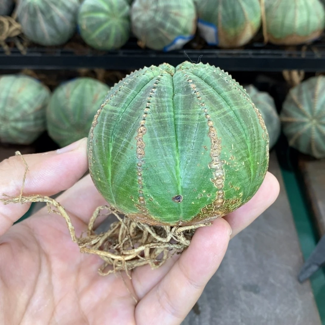 欧系实生布纹球多肉植物