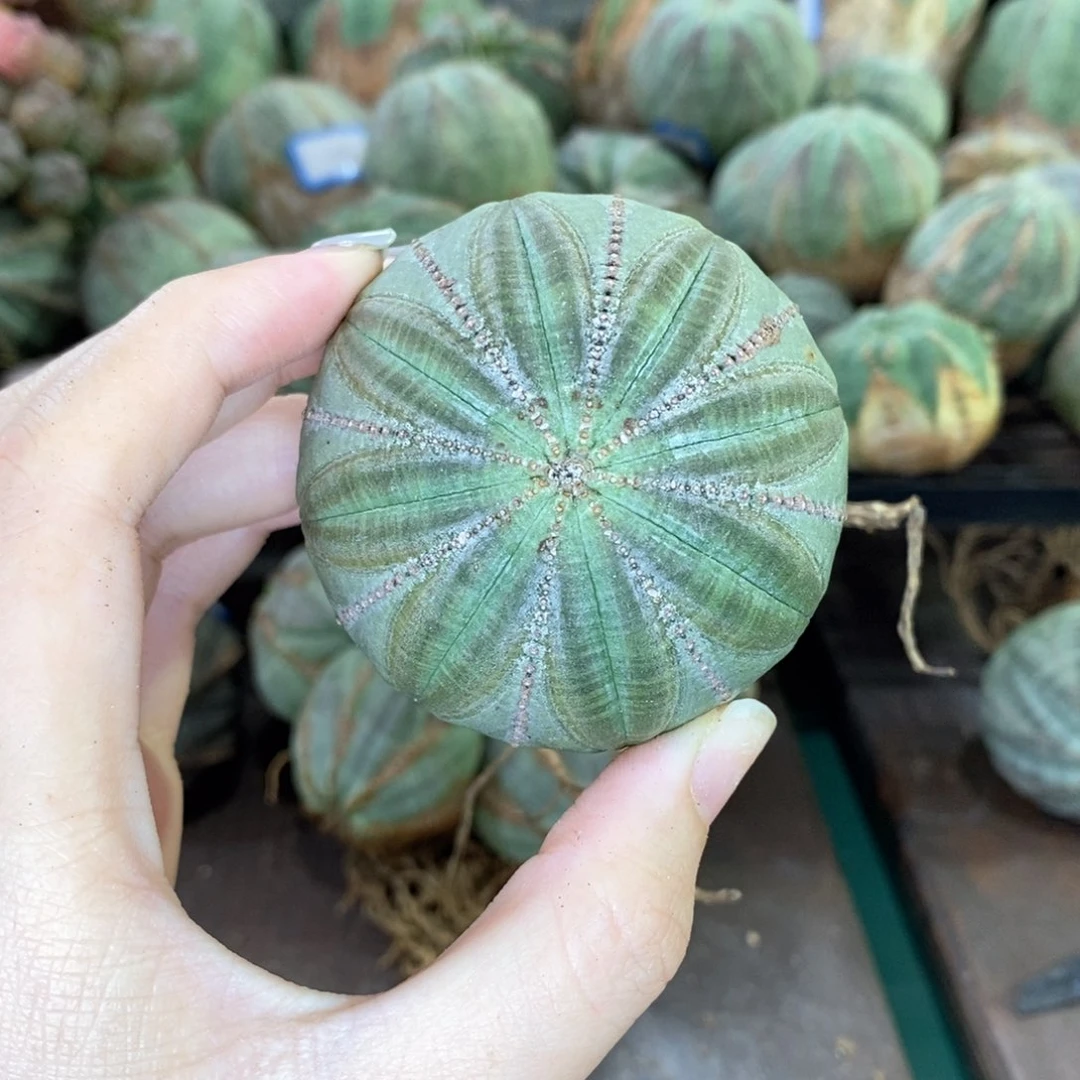 欧系实生布纹球精品
