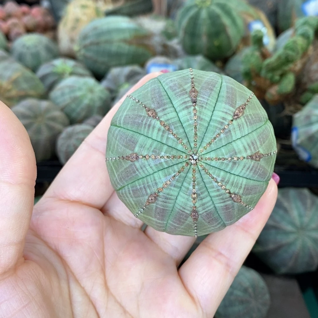 欧系实生布纹球多肉