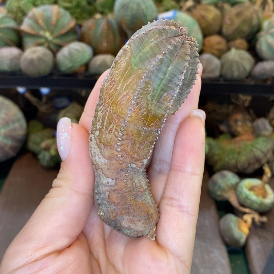 侧牙仔仔精品多肉1