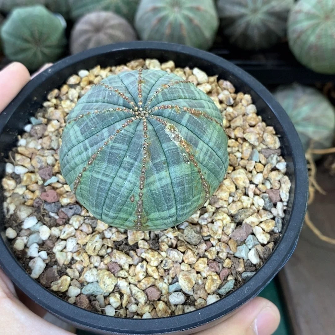 欧系实生布纹球多肉植物