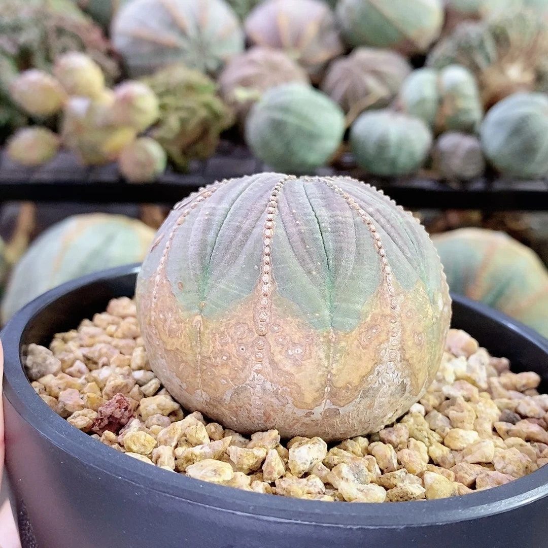 欧系实生布纹球精品