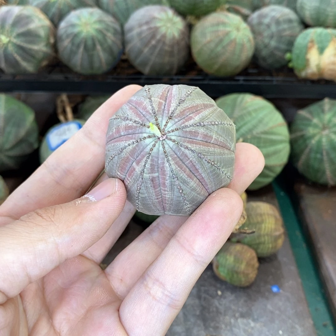 V***.欧系实生布纹球多肉植物