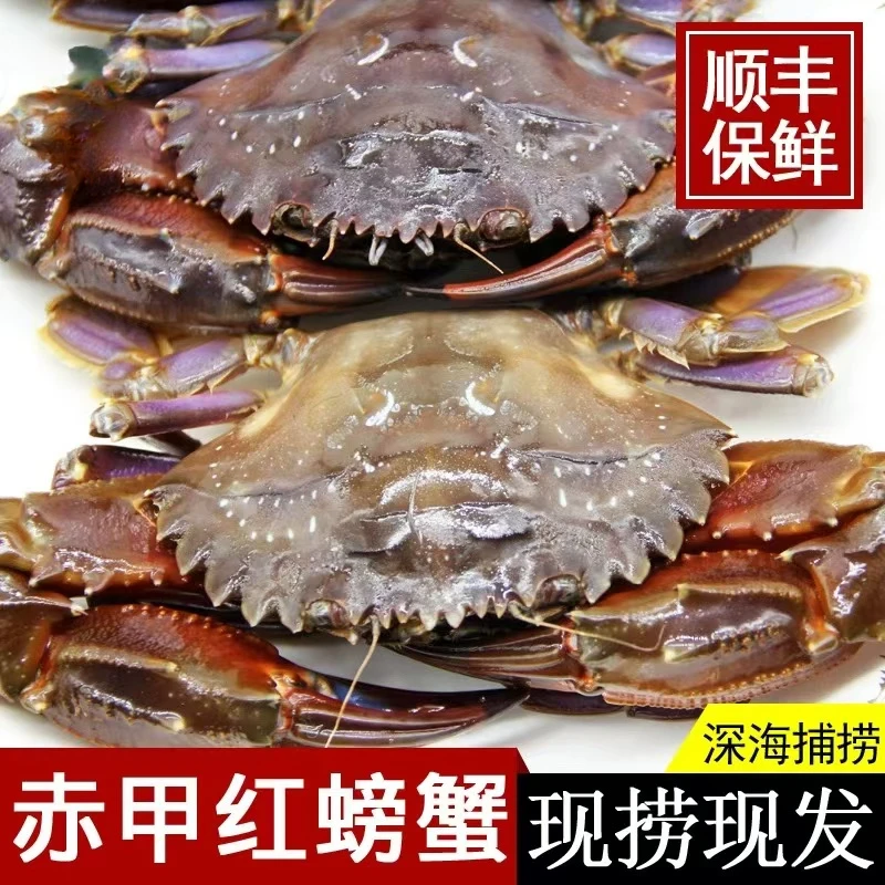 【保鲜不保活】海蟹海红螃蟹保肥3-5两左右一只3斤起拍