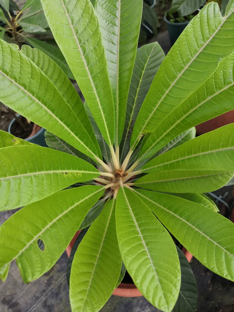 仿真花卉，万紫千红精选盆栽，直播间特价