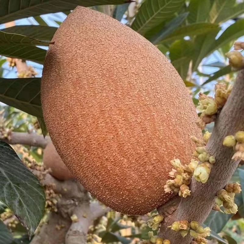 万紫千红马嘉纳妈咪果、洛里托妈咪果一物一拍