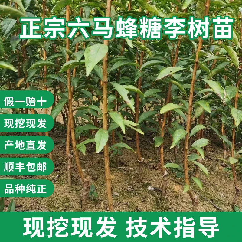 正宗贵州六马蜂糖李树苗 现挖现发 原产地直发 【顺丰包邮】