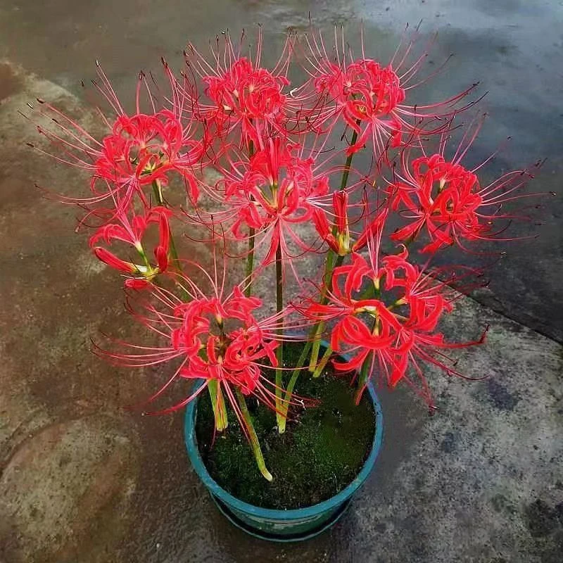 拍一发十彼岸花石蒜种球曼珠沙华花好养球根花卉