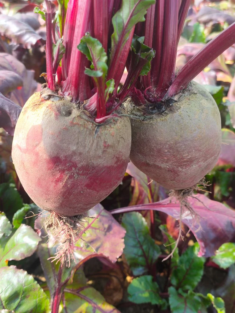 【中等个】徐州新鲜甜菜根紫菜头新鲜甜菜头5斤多汁红菜头农家种植
