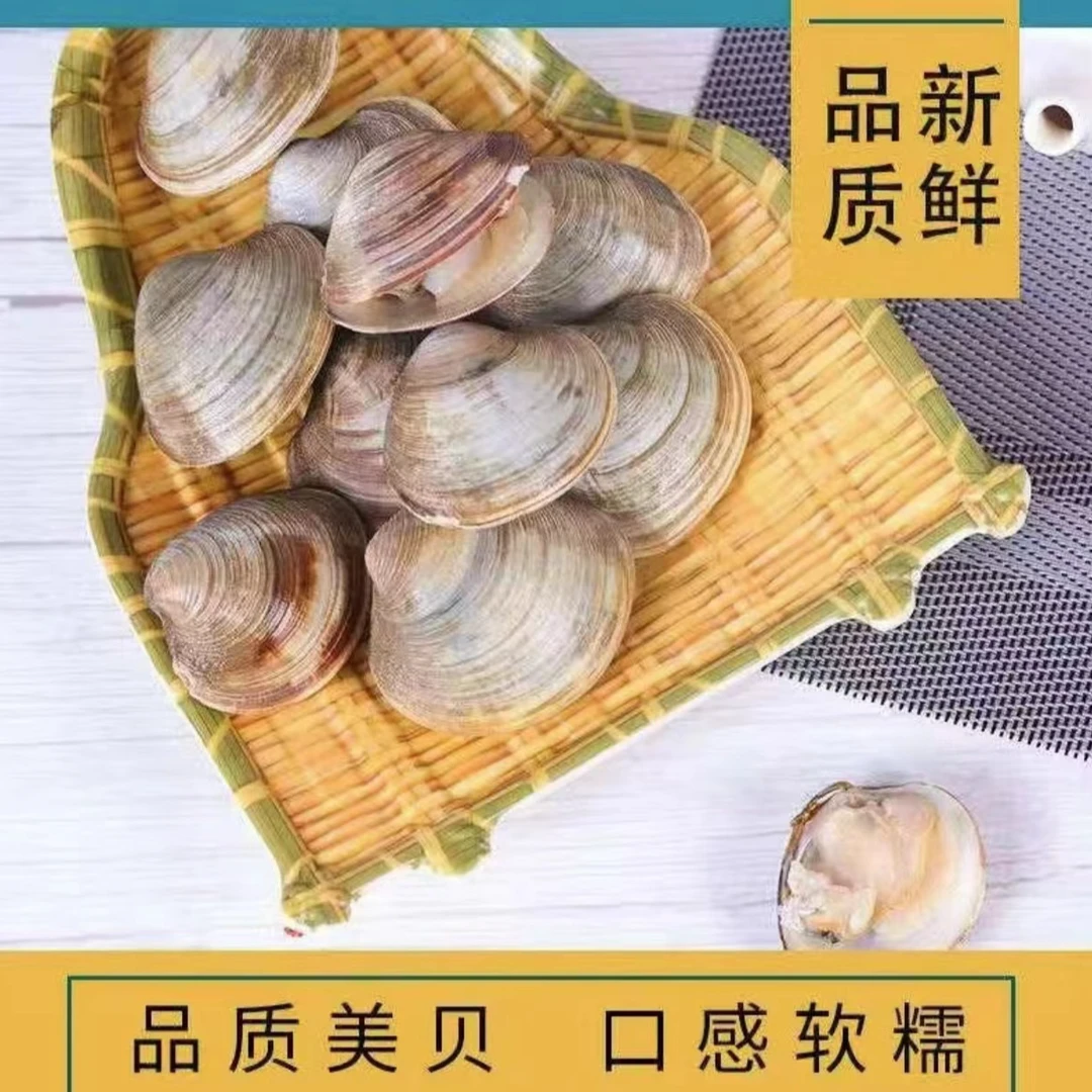 鲜活大蛤蜊美贝花甲大个1斤18个左右（5斤装）