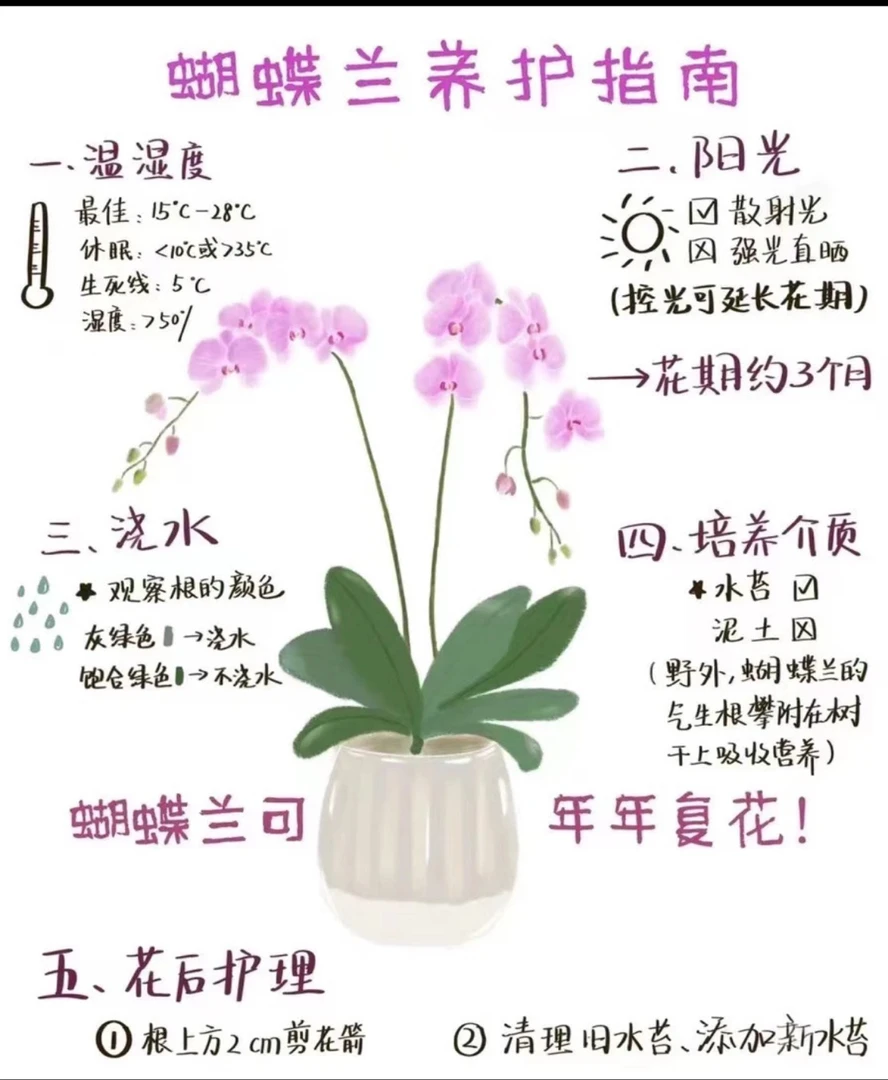 【金公主蝴蝶兰】蝴蝶兰精品室内3.0寸加高