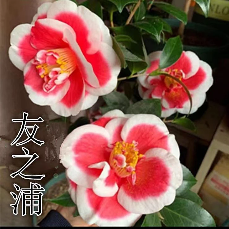 友之浦名贵品种茶花室内阳台庭院绿植花卉复色花