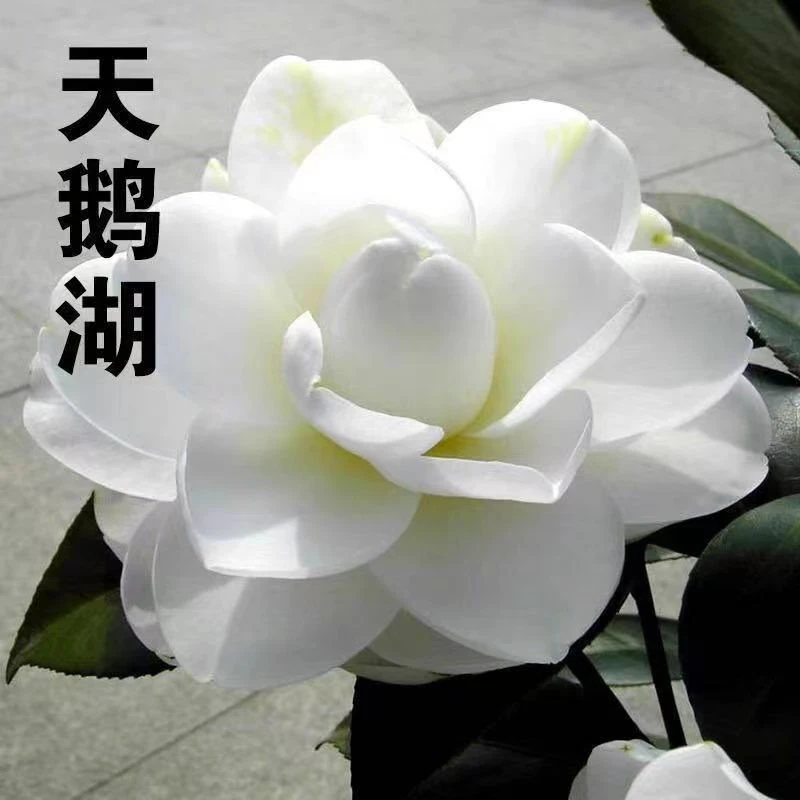 天鹅湖稀有名贵精品品种白色茶花庭院绿植花卉年宵花