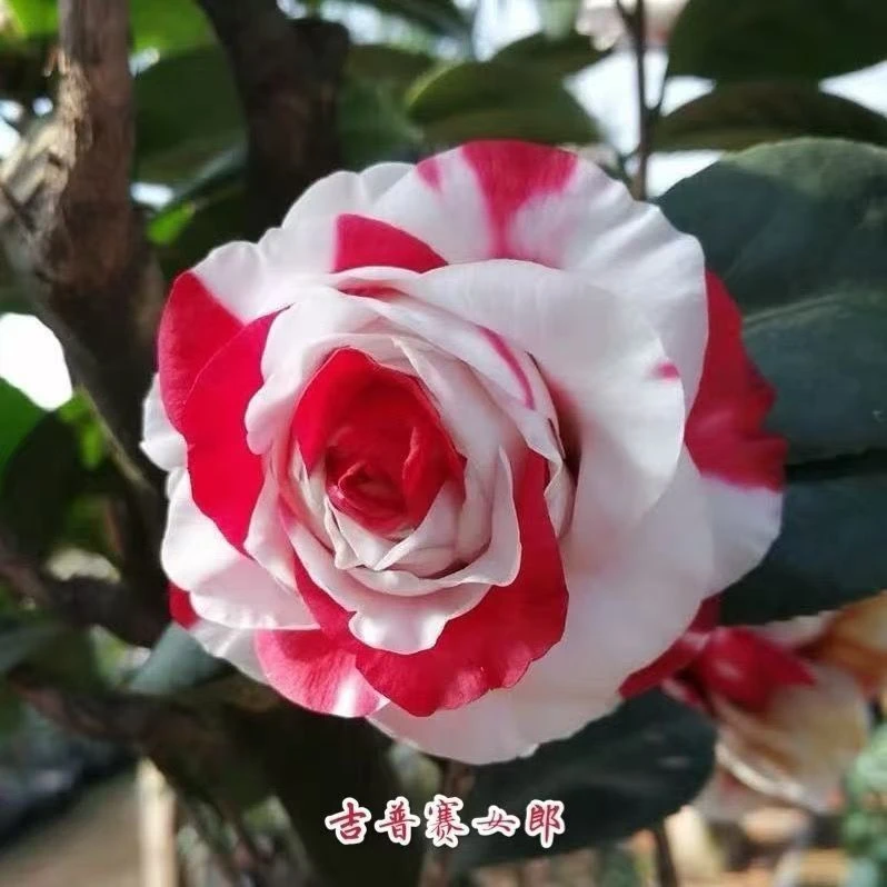 吉普赛女郎茶花大花稀有品种盆栽地栽阳台庭院花卉好养易活