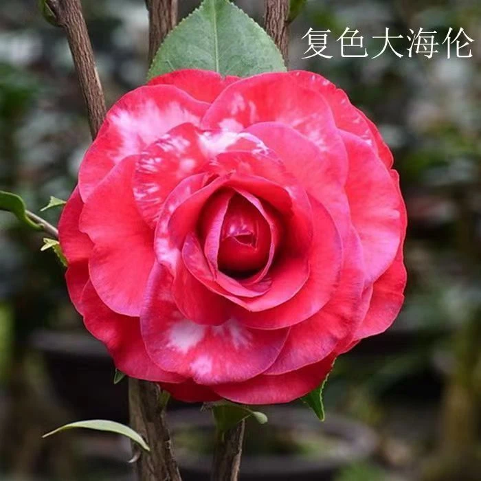 大海伦名贵稀有品种复色纯色庭院阳台盆栽地栽绿植花卉