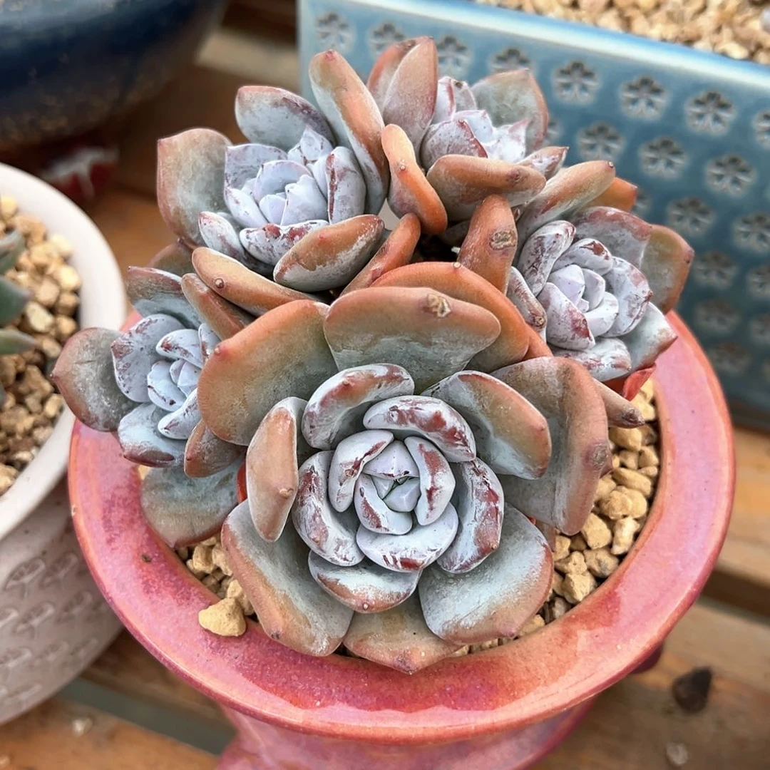 淡墨专拍奶茶群默认有砍