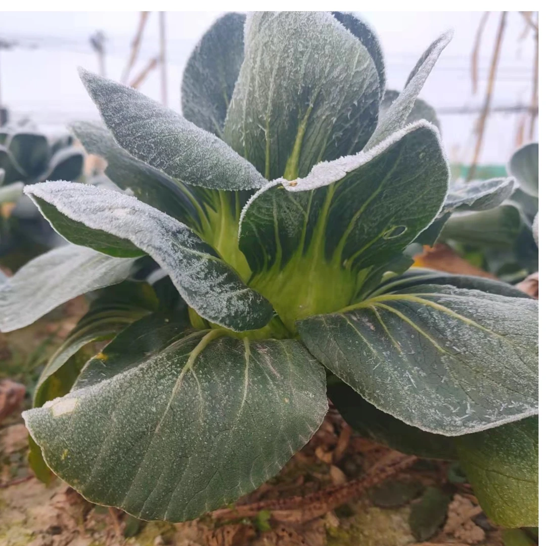 南汇霜打矮脚青菜500g（店铺商品任选3件包邮）