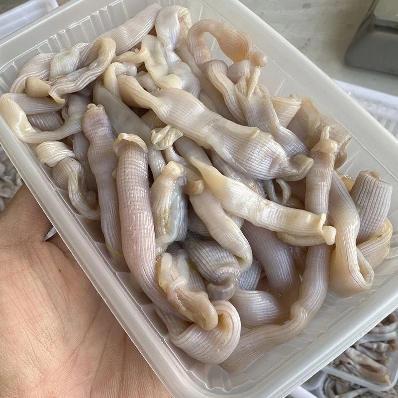 福建啊三海鲜【野生沙虫】 新鲜寄顺丰