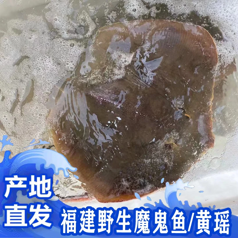 福建啊三海鲜 【野生黄方鱼/瑶鱼】寄顺丰