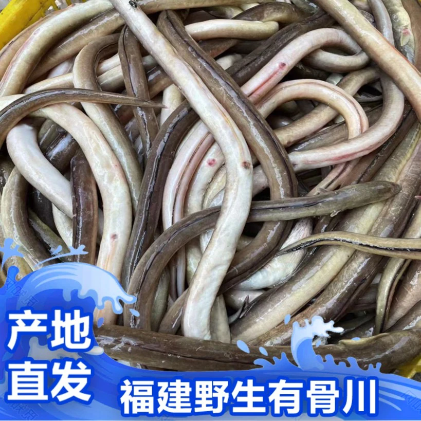 福建祥芝海鲜 野生有骨川  新鲜寄顺丰