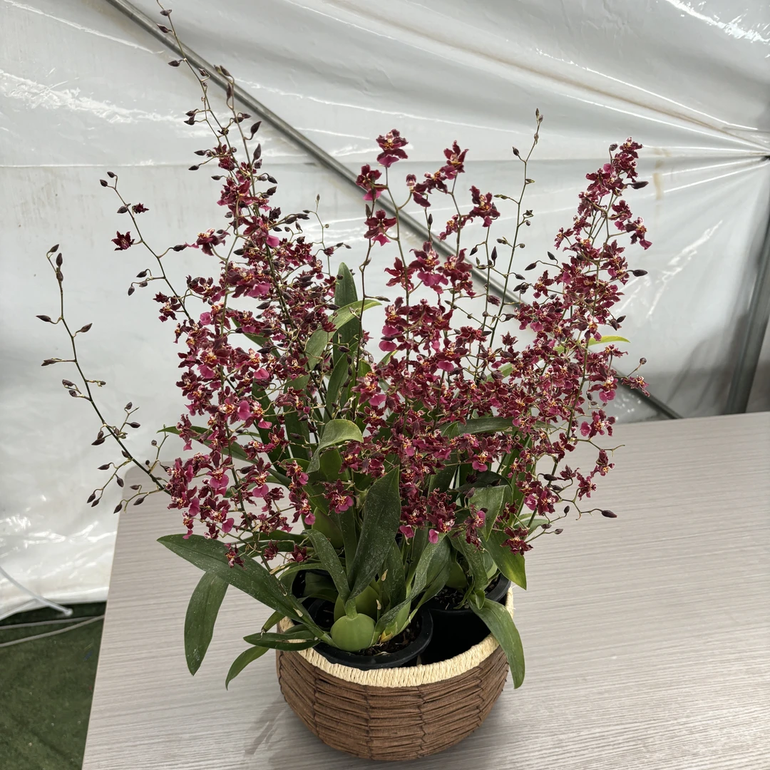 泰国香水 小巧桌面花室内养护