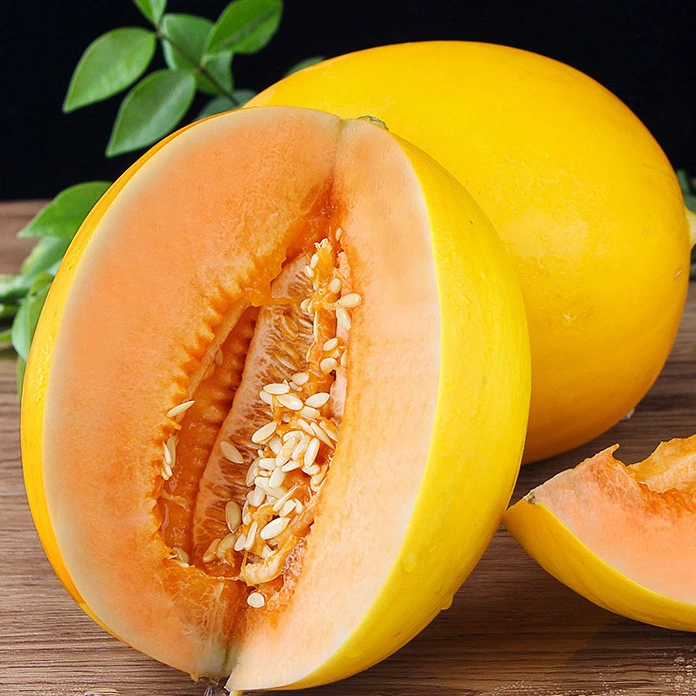 头茬甘肃民勤直发新鲜黄河蜜瓜甜瓜当季清甜多汁水果