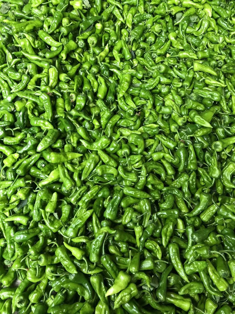 江西正宗余干辣椒香辣皮薄新鲜丰收辣农家产品原产地种植产地