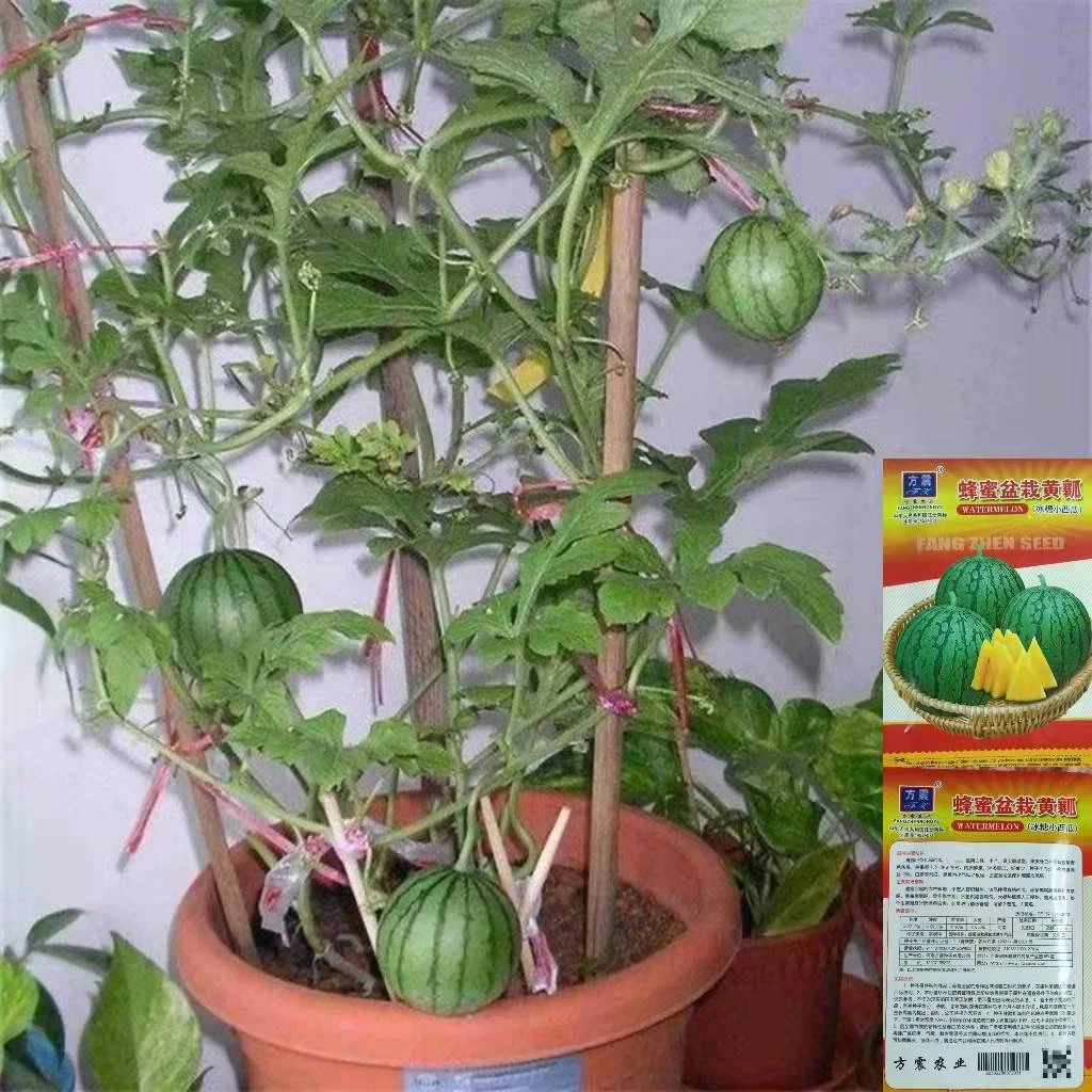 蜂蜜黄瓤小西瓜种薄皮西瓜盆栽阳台水果西瓜农家种新疆包邮