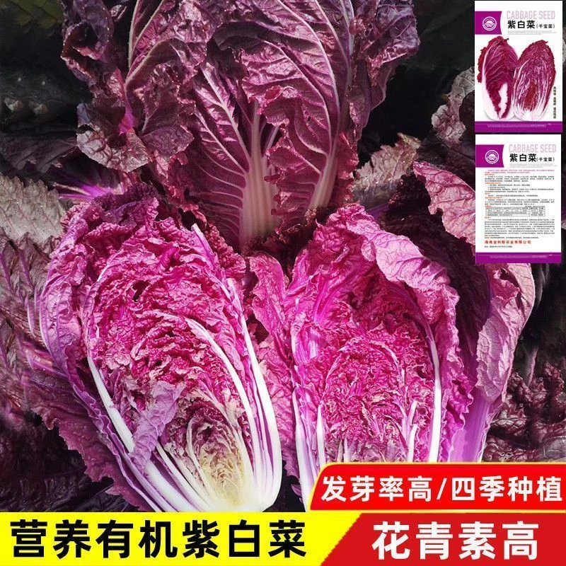 紫白菜种子紫罗兰白菜里外紫色大白菜夏季可种植家庭小院阳台种植