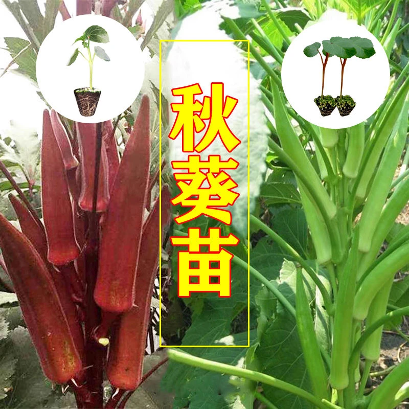 高产黄秋葵红秋葵种苗水果秋葵种苗营养蔬菜种子阳台庭院广州发货