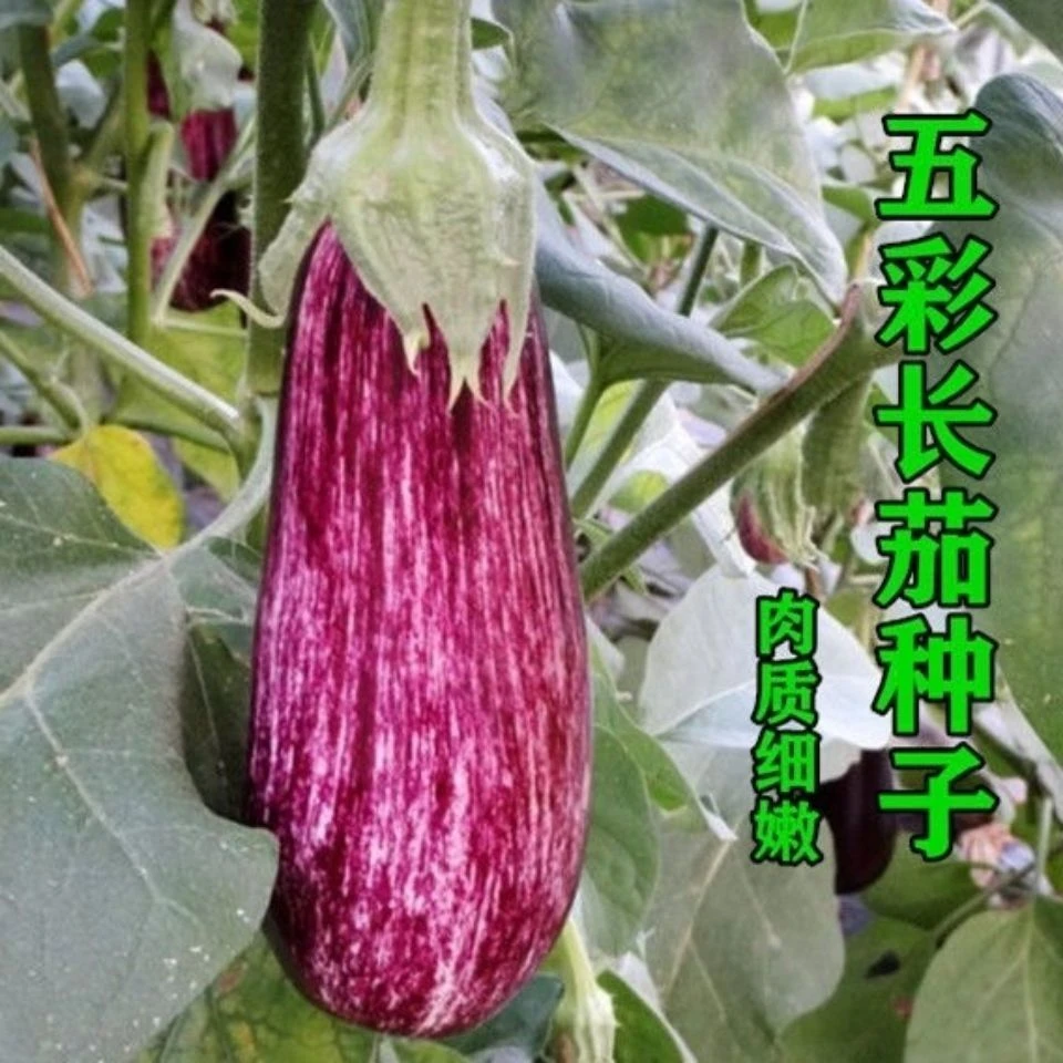 原装五彩长茄种子五彩长茄紫红花皮茄种早春夏秋播种茄子种籽