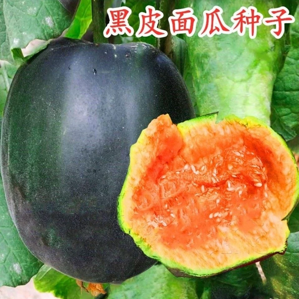 黑皮面瓜甜瓜种子 超甜红瓤面瓜沙面香瓜种籽 春季高产蔬菜水果孑