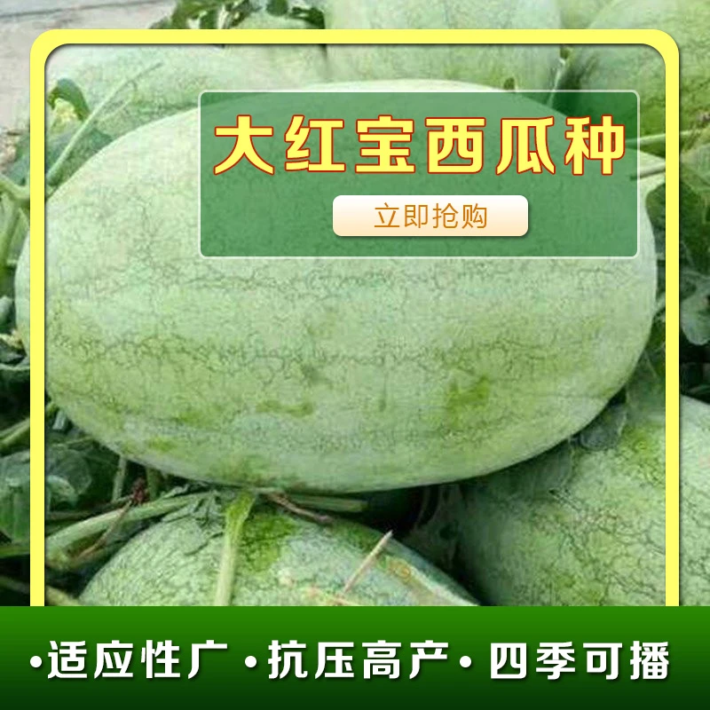 大红宝西瓜种子新红宝西瓜籽抗病沙瓤春夏播种水果西瓜种子