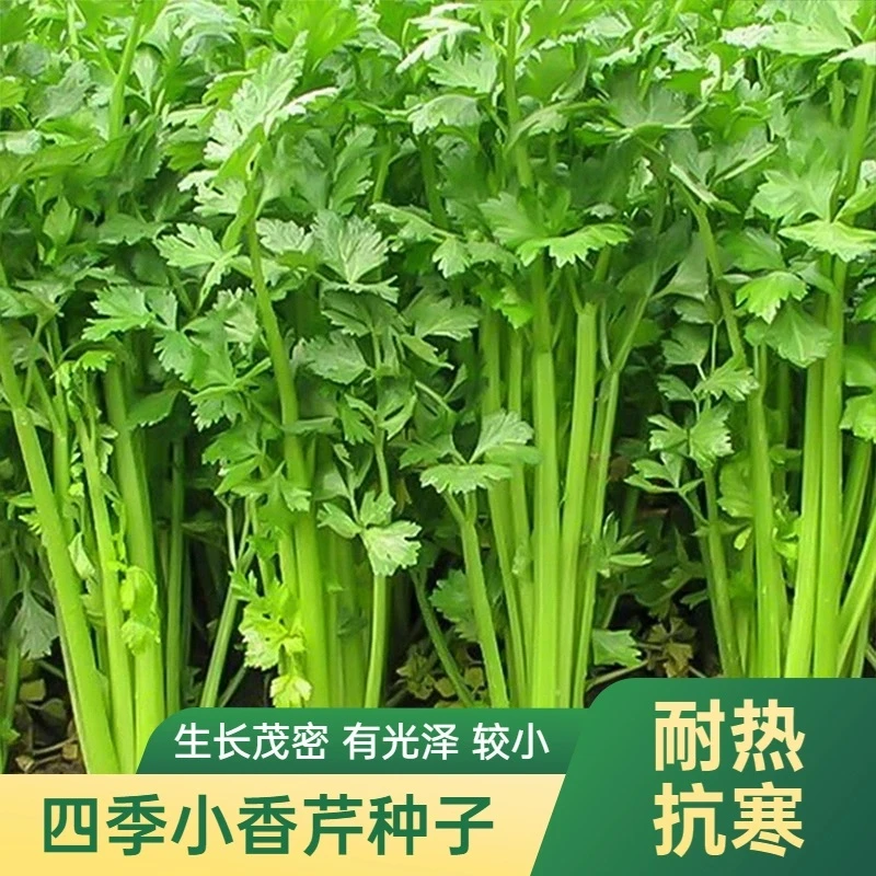 小香芹种子四季易种西芹蔬菜庭院阳台盆栽家庭农家种植种籽清香