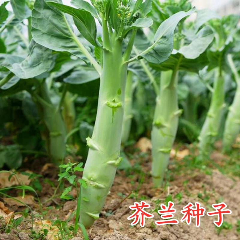 大笋芥兰种子甜脆粗菜心广东中花芥蓝籽四季春秋阳台盆栽蔬菜种子