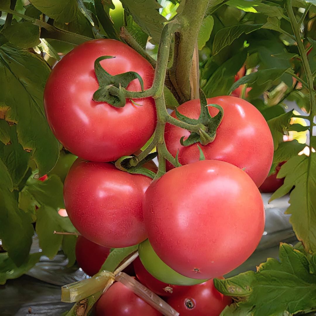 精选沙瓤毛粉大西红柿籽番茄种子四季高产阳台盆栽蔬菜种子种植
