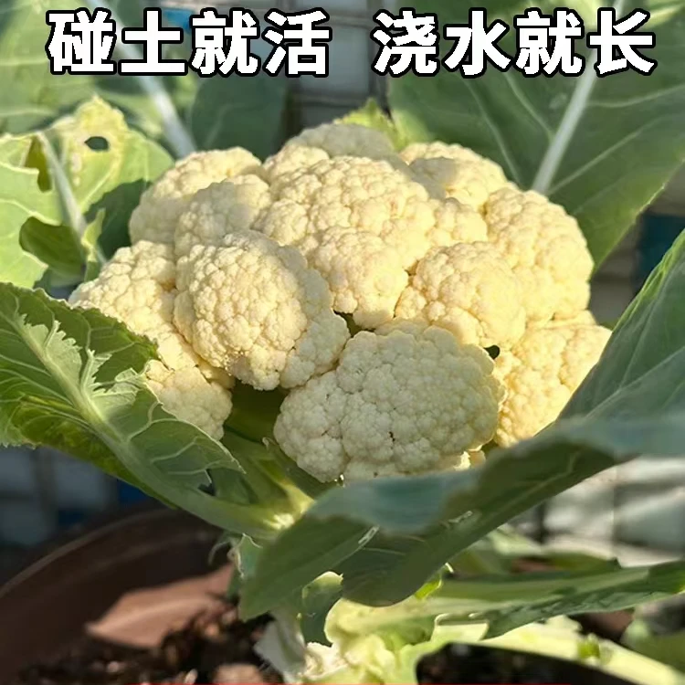 松花菜种子青梗白色花菜种春夏秋青梗松花椰菜高产四季易种大田