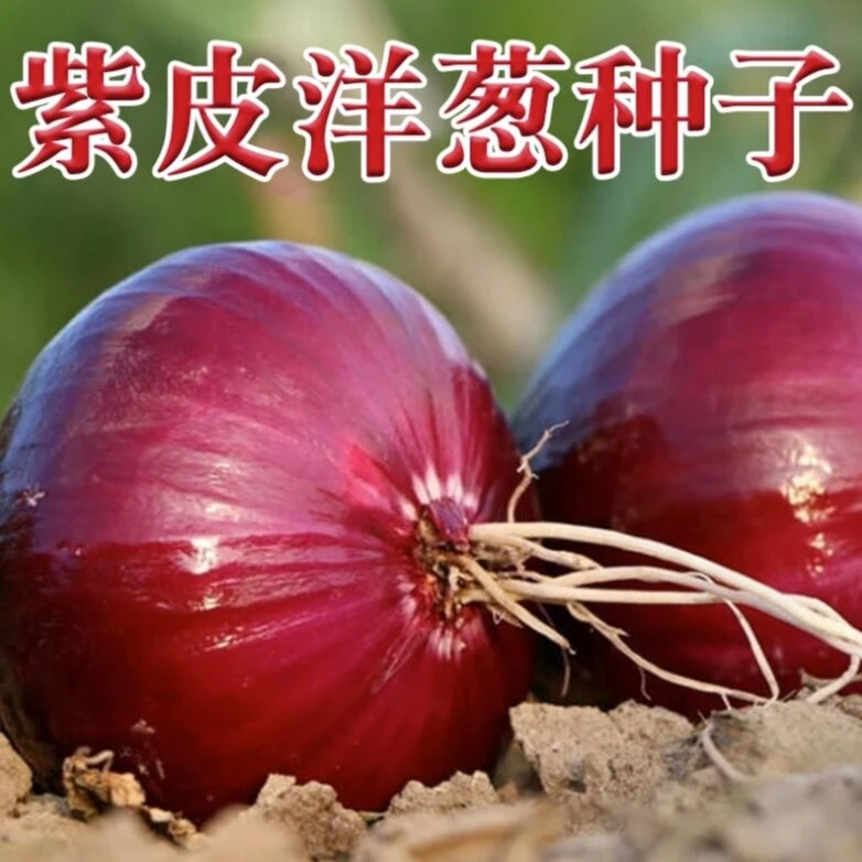 紫皮洋葱种子红皮圆葱精品种籽秋冬季蔬菜葱籽种菜四季籽葱头种孑