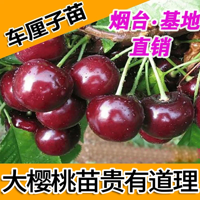 樱桃苗 车厘子苗 嫁接樱桃树苗盆栽地栽南北方种植嫁接成品新品种
