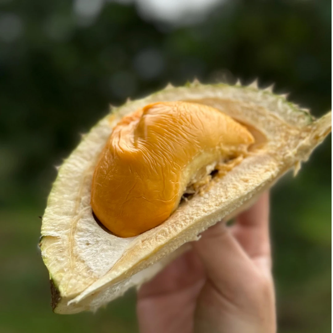 树上黄金新果马来西亚进口冷冻保存D197猫山王榴莲浓郁顺丰包邮