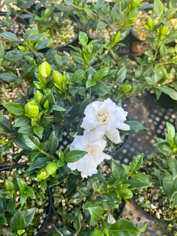 小叶寿星栀子花盆栽四季开花带花苞重瓣花浓香型绿植花卉桌面盆景