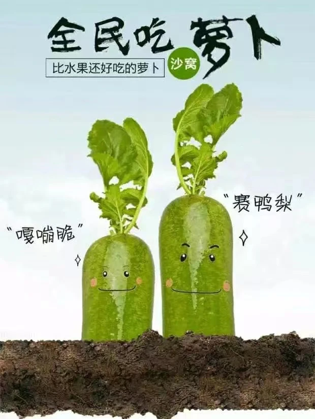 天津正宗沙窝萝卜5-9斤装（±0.2斤）装 （顺丰快递包邮）