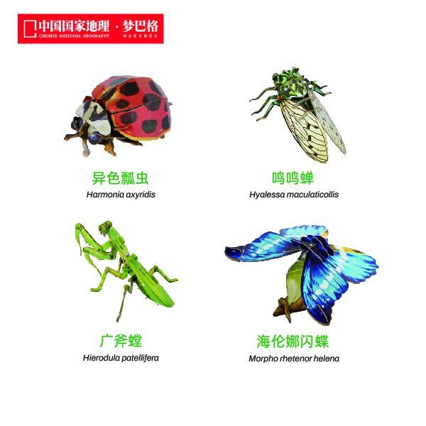 昆虫组合 端黑萤+碧伟蜓+瓢虫+鸣鸣蝉+广斧螳+3只蝴蝶