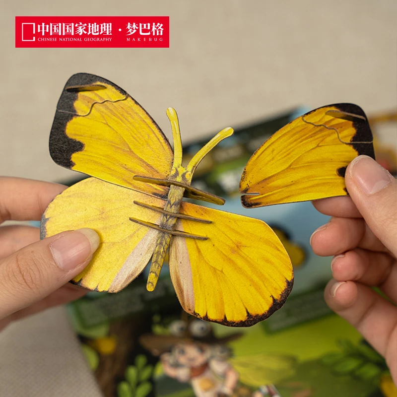 蝴蝶系列--宽边黄粉蝶